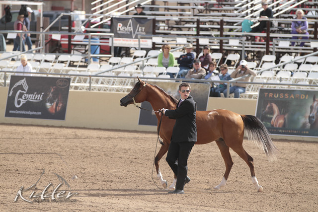 2012 Scottsdale Show | Days 1 & 2