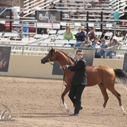 2012 Scottsdale Show | Days 1 & 2