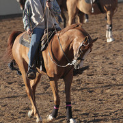 2012 Scottsdale Show | Days 1 & 2