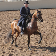 2012 Scottsdale Show | Days 1 & 2