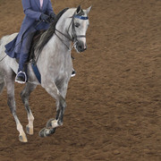 2012 Scottsdale Show | Days 1 & 2