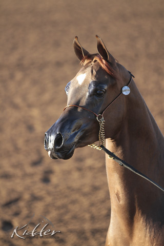 2012 Scottsdale Show | Days 1 & 2