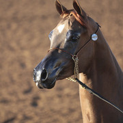 2012 Scottsdale Show | Days 1 & 2