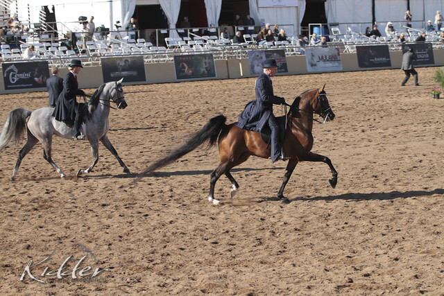 2012 Scottsdale Show | Days 1 & 2