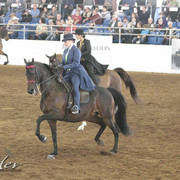 2012 Scottsdale Show | Days 1 & 2