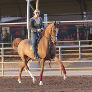 2012 Scottsdale Show | Days 1 & 2