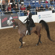 2012 Scottsdale Show | Days 1 & 2