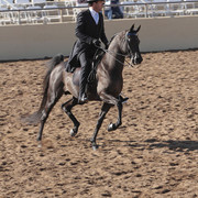 2012 Scottsdale Show | Days 1 & 2