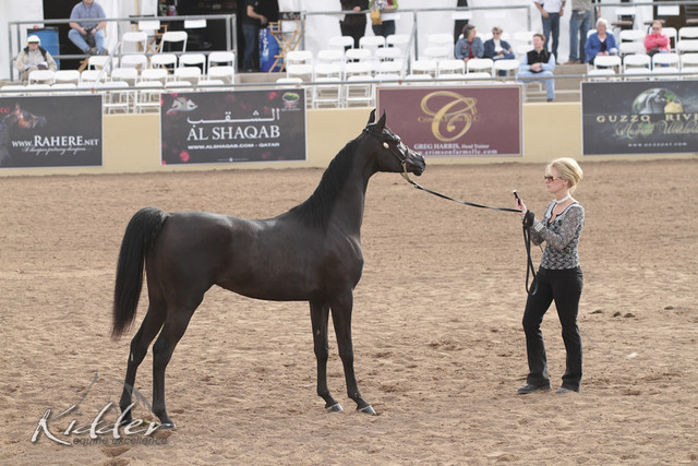 2012 Scottsdale Show | Days 1 & 2