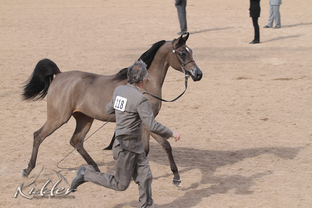 2012 Scottsdale Show | Days 1 & 2
