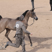2012 Scottsdale Show | Days 1 & 2