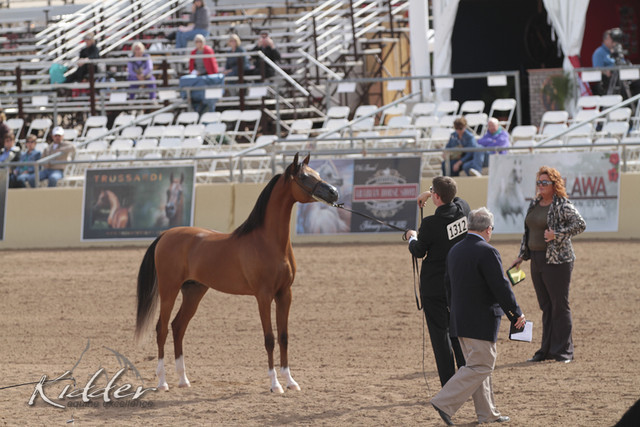 2012 Scottsdale Show | Days 1 & 2