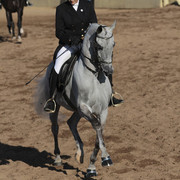 2012 Scottsdale Show | Days 1 & 2