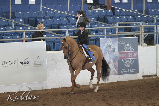 2012 Scottsdale Show | Days 1 & 2