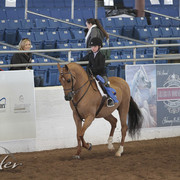 2012 Scottsdale Show | Days 1 & 2