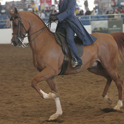 2012 Scottsdale Show | Days 1 & 2