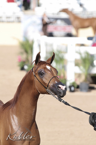 2012 Scottsdale Show | Days 1 & 2
