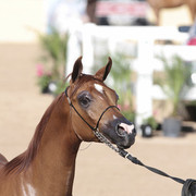2012 Scottsdale Show | Days 1 & 2