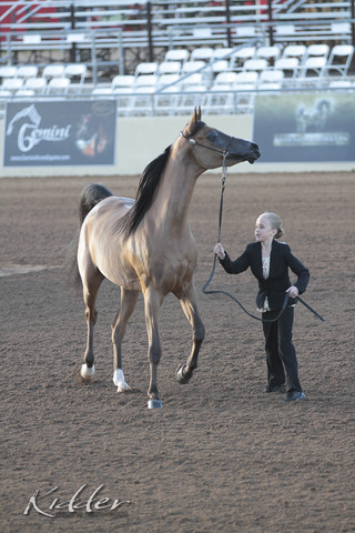 2012 Scottsdale Show | Days 1 & 2
