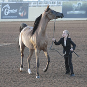 2012 Scottsdale Show | Days 1 & 2