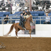 2012 Scottsdale Show | Days 1 & 2