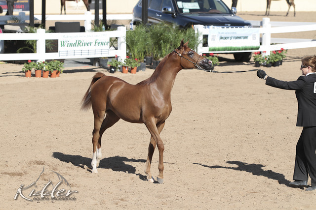2012 Scottsdale Show | Days 1 & 2