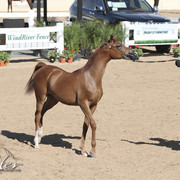 2012 Scottsdale Show | Days 1 & 2