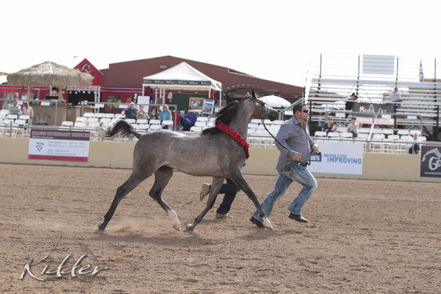 2012 Scottsdale Show | Days 1 & 2