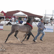 2012 Scottsdale Show | Days 1 & 2