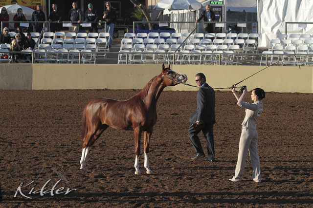 2012 Scottsdale Show | Days 1 & 2