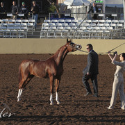 2012 Scottsdale Show | Days 1 & 2