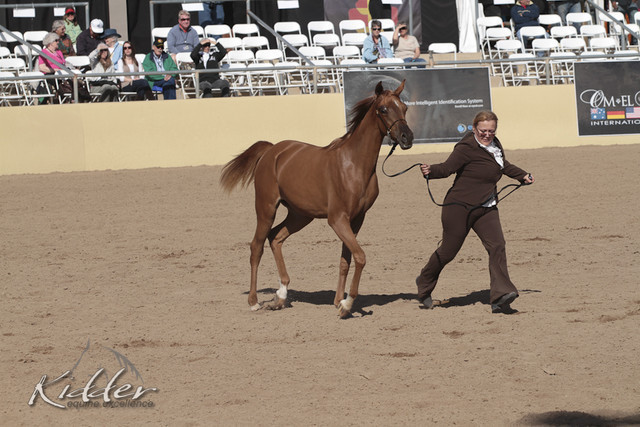2012 Scottsdale Show | Days 1 & 2