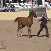 2012 Scottsdale Show | Days 1 & 2