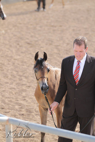 2012 Scottsdale Show | Days 1 & 2