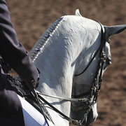 2012 Scottsdale Show | Days 1 & 2