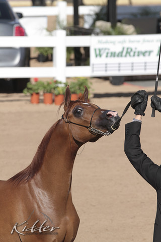 2012 Scottsdale Show | Days 1 & 2