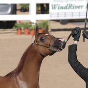 2012 Scottsdale Show | Days 1 & 2