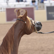 2012 Scottsdale Show | Days 1 & 2