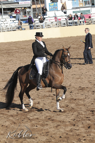 2012 Scottsdale Show | Days 1 & 2