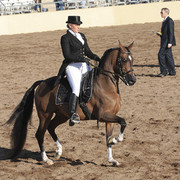 2012 Scottsdale Show | Days 1 & 2