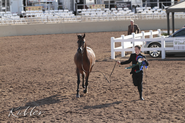 2012 Scottsdale Show | Days 1 & 2