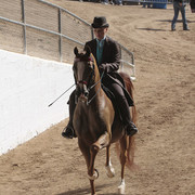 2012 Scottsdale Show | Days 1 & 2
