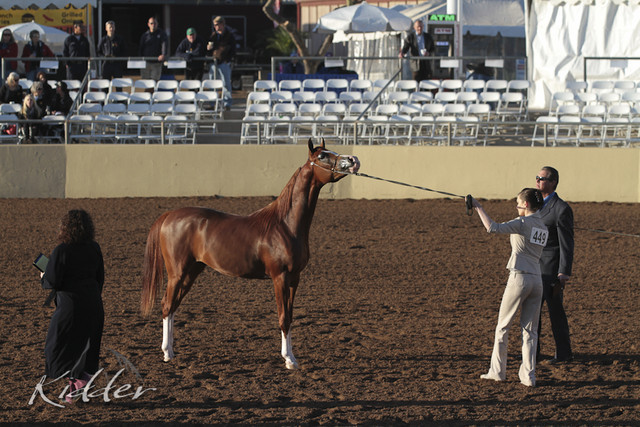 2012 Scottsdale Show | Days 1 & 2