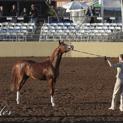 2012 Scottsdale Show | Days 1 & 2