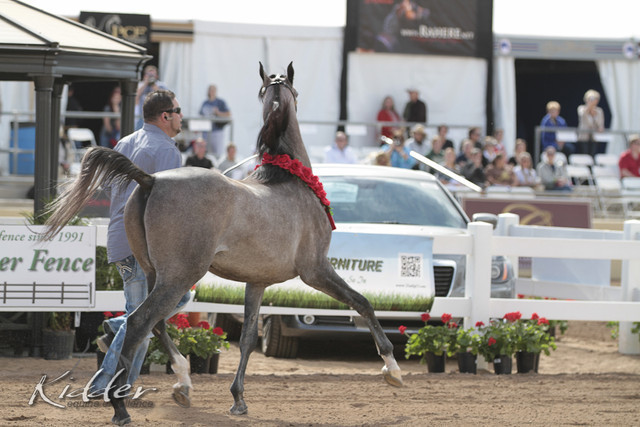 2012 Scottsdale Show | Days 1 & 2