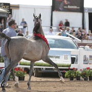 2012 Scottsdale Show | Days 1 & 2
