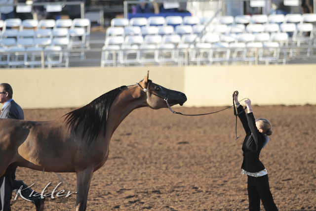 2012 Scottsdale Show | Days 1 & 2