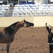 2012 Scottsdale Show | Days 1 & 2