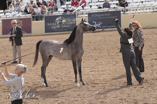 2012 Scottsdale Show | Days 1 & 2