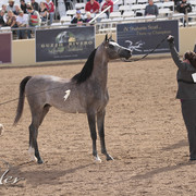 2012 Scottsdale Show | Days 1 & 2